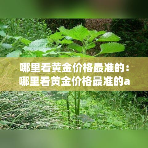 哪里看黄金价格最准的：哪里看黄金价格最准的app