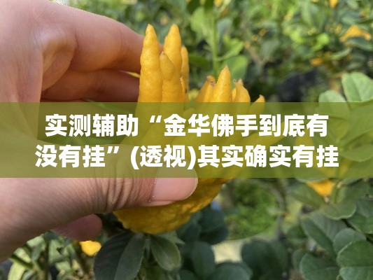 实测辅助“金华佛手到底有没有挂”(透视)其实确实有挂