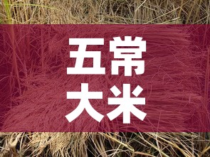 五常大米稻之金价格多少—（五常大米五稻红价格）