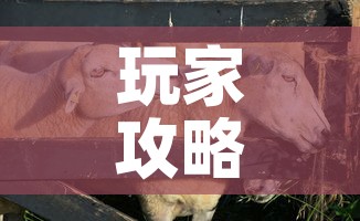 玩家攻略“微信牛牛群斗牛群”轻松获取房卡全渠道